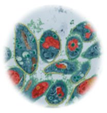 Toxoplasma gondii under microscope