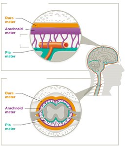 Structure of cranial and spinal meninges