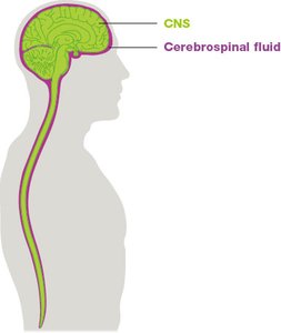 Cerebrospinal fluid surrounding the CNS