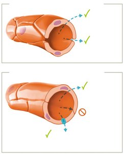 Blood-brain barrier structure and selective permeability