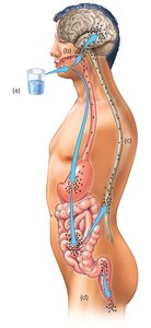 Poliovirus transmission and pathogenesis