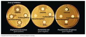 Disk-diffusion method zones of inhibition