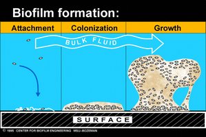 Biofilm formation stages