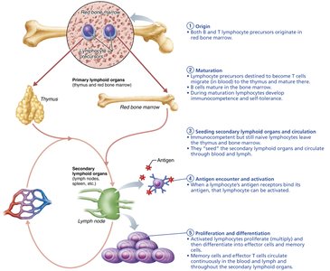 Lymphocyte development and maturation pathway