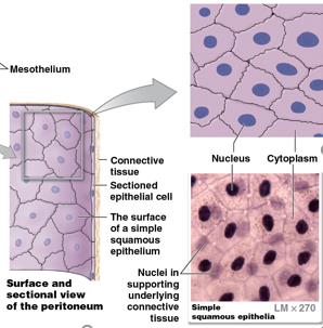 Simple squamous epithelium