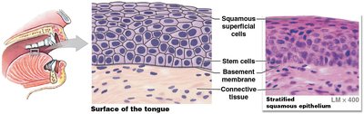 Stratified squamous epithelium
