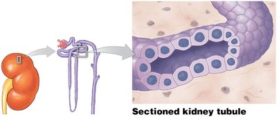Simple cuboidal epithelium in kidney tubule