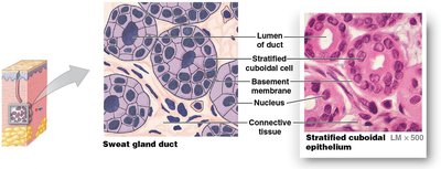 Stratified cuboidal epithelium in sweat gland duct
