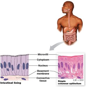 Transitional epithelium