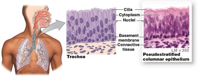 Stratified columnar epithelium in salivary gland duct