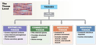 Classification of tissue types