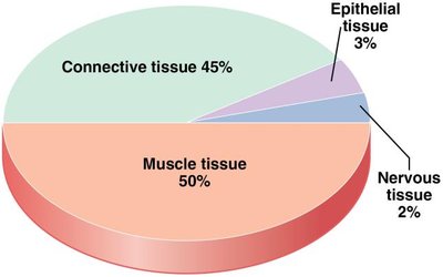 Relative proportions of tissue types in the body