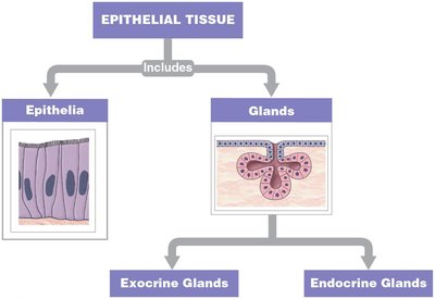 Epithelial tissue includes epithelia and glands