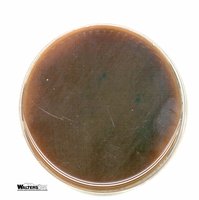 Chocolate agar plate