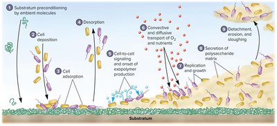 Stages of biofilm formation