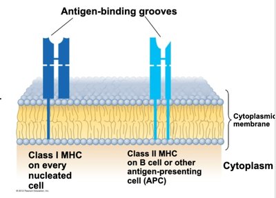 Class I and Class II MHC molecules in the cytoplasmic membrane