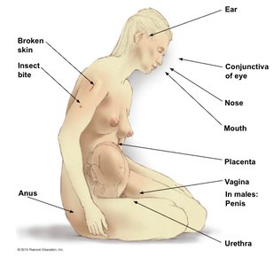 Common portals of entry for pathogens in the human body