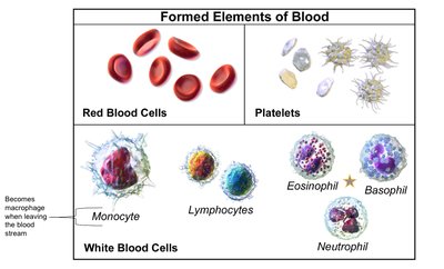 Formed elements of blood: red blood cells, platelets, and white blood cells