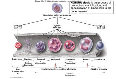 Hematopoiesis: differentiation of blood stem cells into various blood cell types