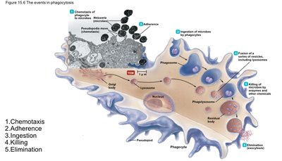 The events in phagocytosis