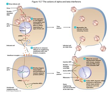 Actions of alpha and beta interferons