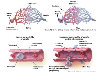 Vascular changes during inflammation