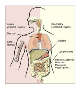 Primary and secondary lymphoid organs