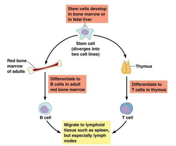 Development and differentiation of B and T lymphocytes