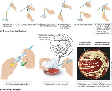 Streak plate technique for pure cultures