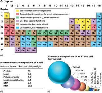 Elemental and macromolecular composition of a bacterial cell