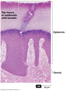 Histological section of skin showing epidermis and dermis