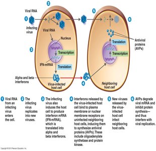 Diagram of interferon action against viral infection