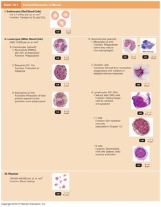 Table of formed elements in blood, including leukocytes