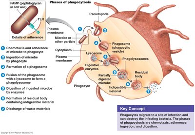 Diagram of the phases of phagocytosis