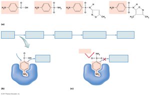 Diagram of sulfonamide inhibition of folic acid synthesis