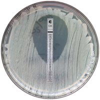 Etest for antimicrobial susceptibility