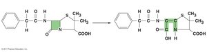Beta-lactamase inactivation of penicillin