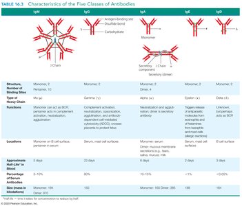 Antibody classes table