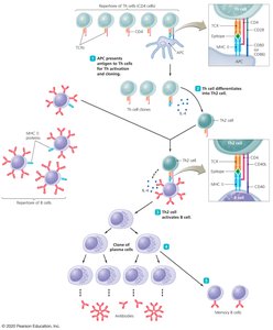 T-dependent antibody response