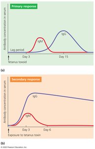 Primary vs secondary immune response
