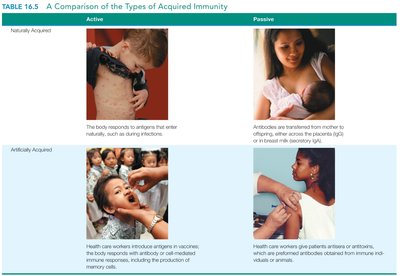 Comparison of acquired immunity