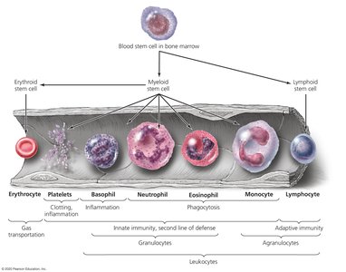 Hematopoiesis and cell lineages