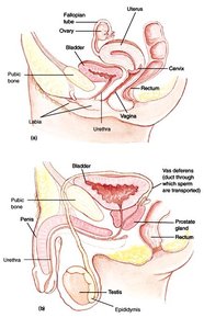 Anatomy of male and female urinary and reproductive systems