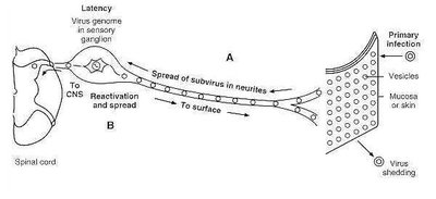 Herpes simplex virus latency and reactivation pathway