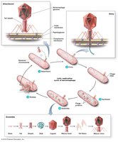 Lytic replication cycle in bacteriophages