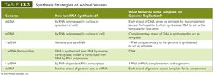 Synthesis of proteins and genomes in animal RNA viruses