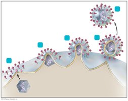 Budding of enveloped virus