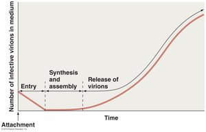 Pattern of virion abundance in persistent infections