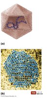 Capsid structure and nucleic acid