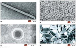 Capsid morphology examples